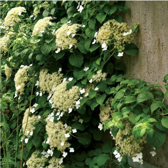 HYDRANGEA PETIOLARIS - RAMPICANTE